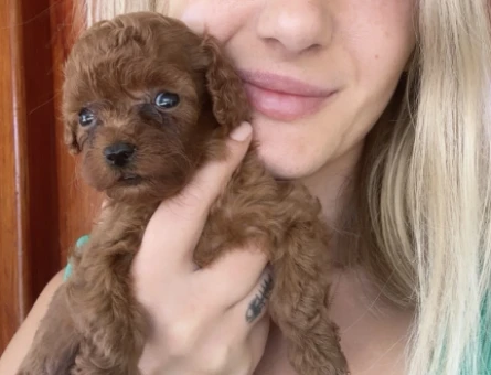 Toy poodle Bebeklerimiz - 5343