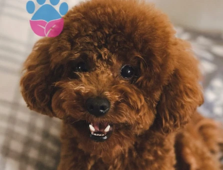 Toy Poodle 2 Aylık Yuva Arıyor - 5361