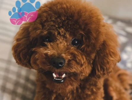 Toy Poodle 2 Aylık Yuva Arıyor - 5361