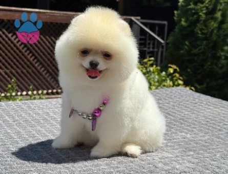Orjinal Pomeranian Boo Yavrularımız Yeni Ailesi İçin Hazır - 5520