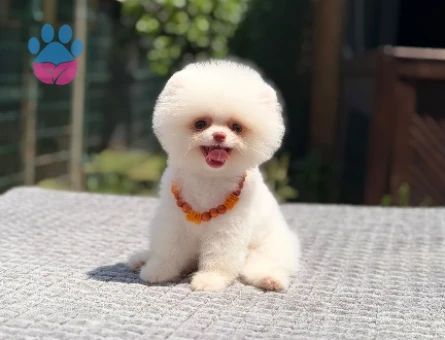 Çocuk Dostu Pomeranian Boo 2 Aylık Bebekler - 5523