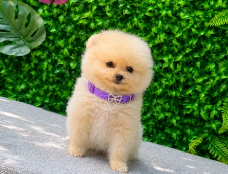 Cream Teddy Face Pomeranian Boo Dişi | Ruhsatlı | Sağlık ve Irk Garantili - 5629