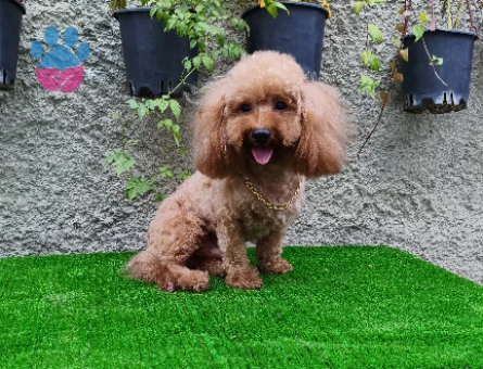 3 yaşında erkek toy poodle "yanlızca Adana içi" - 5680