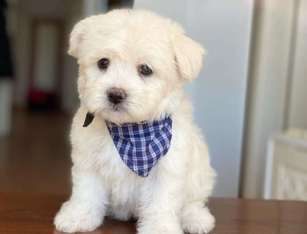 Maltese Terrier Orijinal 2 Aylık Dişi