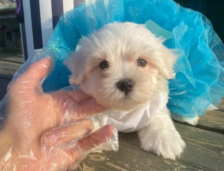 0 Numara Maltese Terrier Yavrularımız Hazır