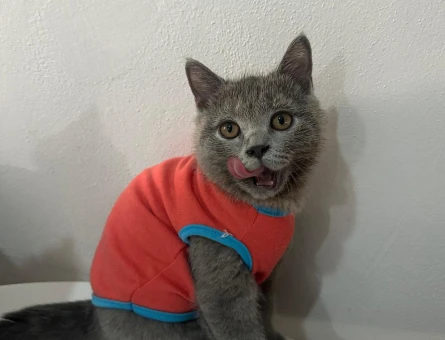 British Shorthair Sevimli miniklere yuva - 5935