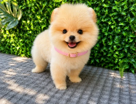 Ruhsatlı Üretimden Pomeranian Boo Yavrumuz | Safkan - 5946