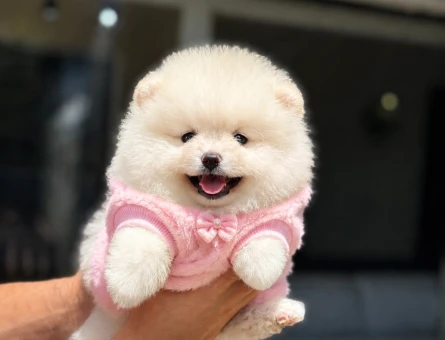 Ruhsatlı Üretimden Beyaz Pomeranian Boo Yavrumuz - 6006