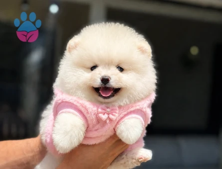 Ruhsatlı Üretimden Beyaz Pomeranian Boo Yavrumuz - 6006