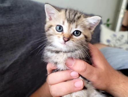 British Shorthair sıcak yuva arıyorum 2 aylik - 6018