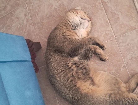 British Shorthair 1 Yaşında Yuva Arıyor - 6067
