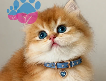 Harika Ötesi British Longhair Golden Parlayan Yıldız - 6141