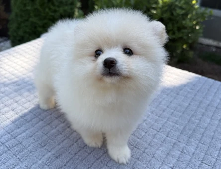 BEYAZ AYI SURATLI POMERANIAN BOO YAVRU - 6172