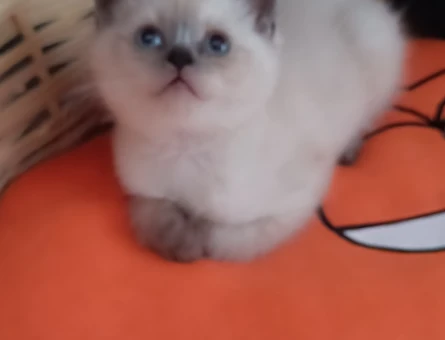 British Shorthair Aileye 2 Aylık Yuva - 6843
