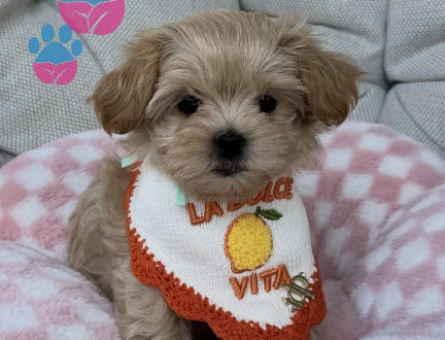 BİBLO MALTİPOO YAVRULARI - 6909