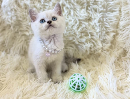 Güzel ve İddalı British Shorthair Silver Point 2 Aylık - 7037