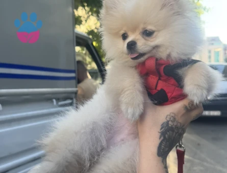 Pomeranian Boo Tatlı lina Yeni Ailesini Arıyor - 7074