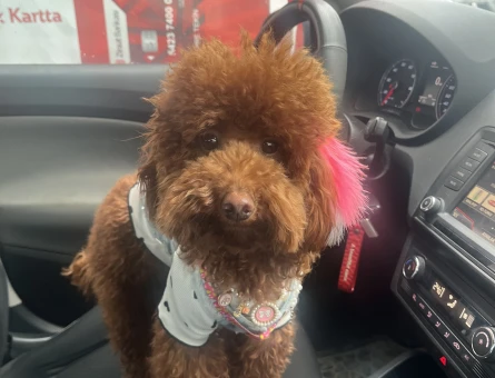 Toy poodle saf kan 1,5 yaşında - 7127