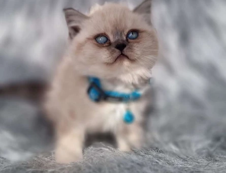 Safkan British Shorthair Yavrularımız