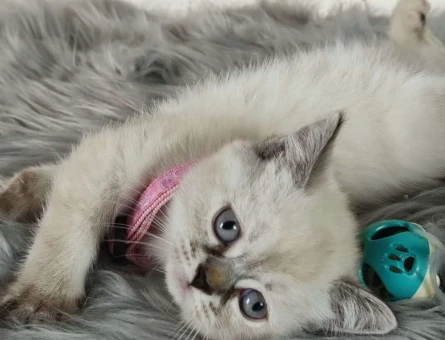 Harika Safkan British Shorthair Yavrularımız