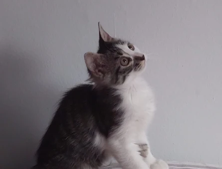 6 Aylık Tekir Dişi