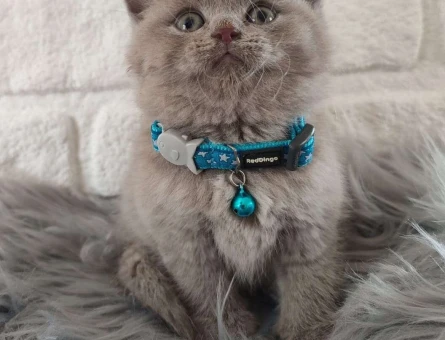 Mükemmel Güzellikteki British Shorthair Yavrularımız