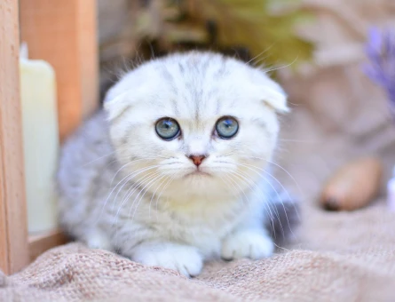 Scottish Fold Yavru dişi ve erkek