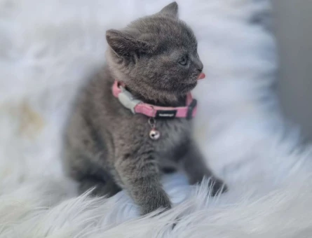 Harika Güzellikte Safkan Yavrularımız