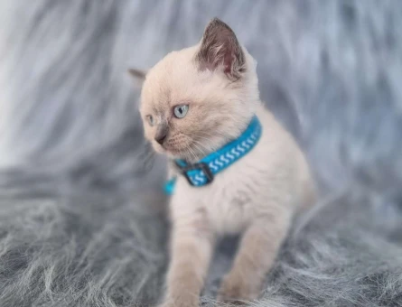 2 Aylık Yavru British Shorthair Point