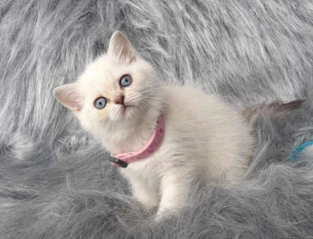 2 Aylık Safkan Point Yavrularımız