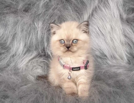 2 Aylık Safkan Kanı Taşıyan Point British Yavrularımız