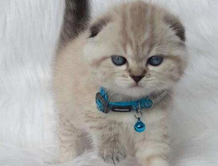 Safkan Yavru Scottish Fold Point Yavrularımız