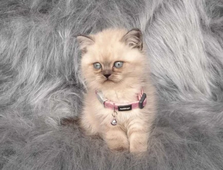 Safkan Kanı Taşıyan Yavru British Shorthair