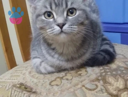 Ankara İçi British ve Schottish Erkek ve Dişi Yavrular