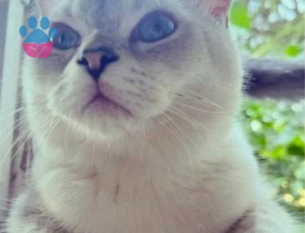 Scotish Blue Point 2 Aylık