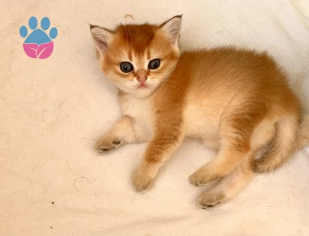 Golden ny11 Orjinal safkan yeşil gözlü güzel kız bebek