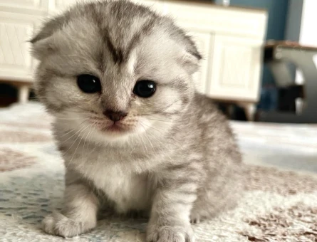 Scottish Fold Yavru Kediler