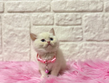 British Shorthair Red Point Ponçik Dişi Yavrumuz