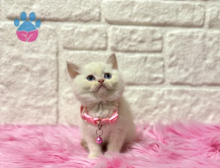 British Shorthair Red Point Ponçik Dişi Yavrumuz