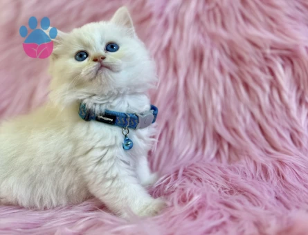 British Longhair Eti Puf Tadında Erkek Yavrumuz