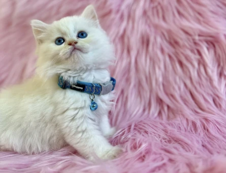 British Longhair Eti Puf Tadında Erkek Yavrumuz