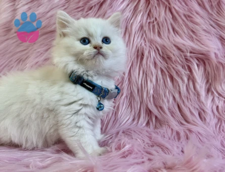British Longhair Eti Puf Tadında Erkek Yavrumuz