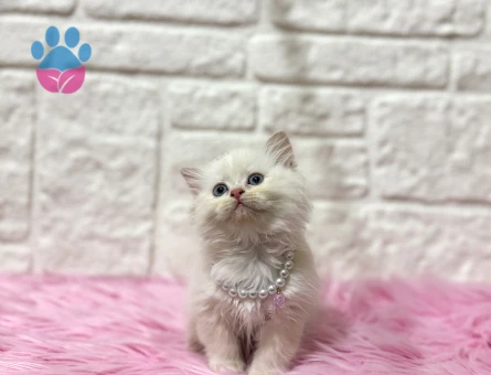 British Longhair İstanbul Hanımefendisi