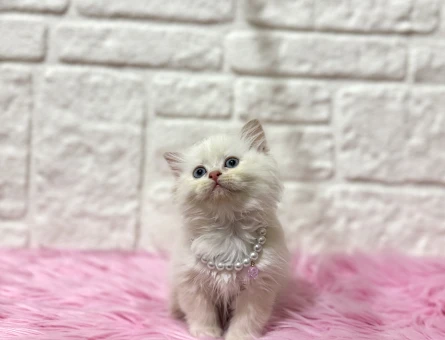 British Longhair İstanbul Hanımefendisi