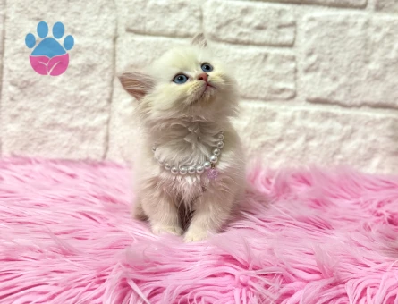 British Longhair İstanbul Hanımefendisi