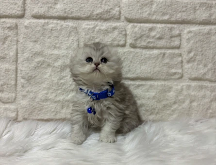 Scottish Fold Silver Longhair Erkek Yavrumuz