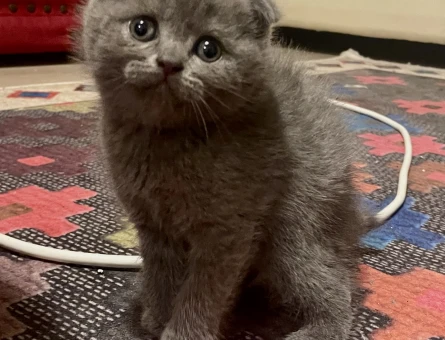 Gri Scottish Fold Yavru – İri Gözlü, Sevimli