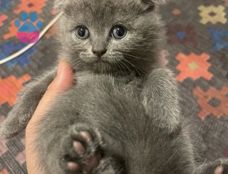 Gri Scottish Fold Yavru – İri Gözlü, Sevimli