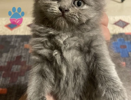 Gri Scottish Fold Yavru – İri Gözlü, Sevimli