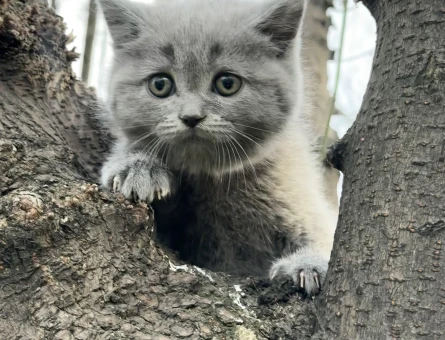 BRİTİSH SHORTHAİR ( SHOW KALİTE YAVRULAR )